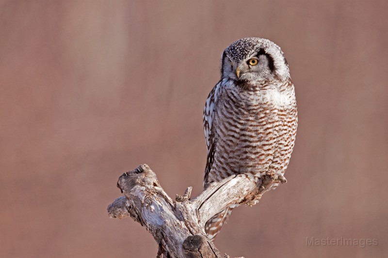 IMG_0155c.jpg - Northern Hawk-Owl (Surnia ulula)